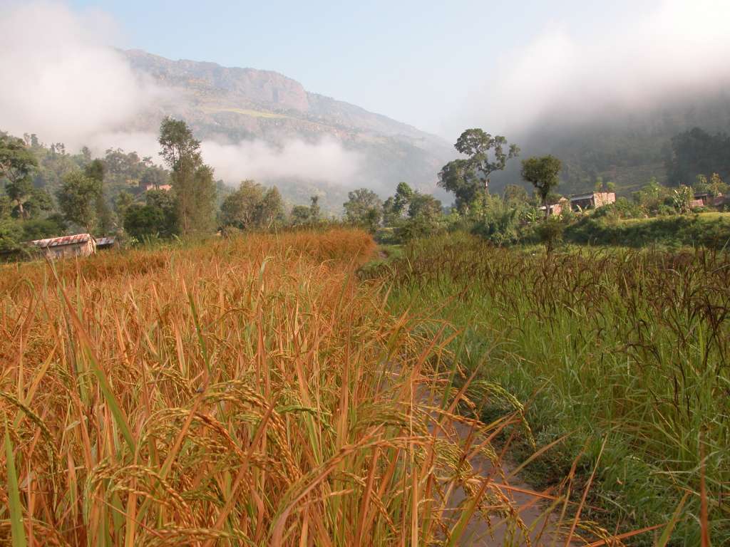 Manaslu 02 01 Luxuriant Fields and Crops We left in the early morning mist at 6:20 to try and limit the amount of hiking in the middle of the day. I've never walked in the low country of Nepal before. And, except for the heat, it's stunningly beautiful. It's luxuriantly green with rich and abundant vegetable fields. They harvest three crops a year: rice in the summer, barley in the fall, and corn in the winter. There's chickens, goats, and cows aplenty. The wild flowers grow everywhere, hanging from trees and resting low to the ground.